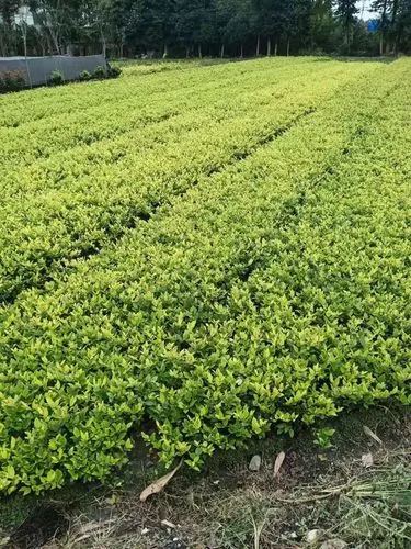 现代居住园林景观设计